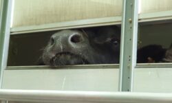 Ein Wasserbüffel steckt seine Schnauze durch das Fenster eines Transportwagens