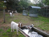 Ziegen auf einem Bauernhof mit Wassertränke