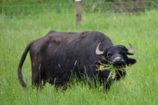 Ein einzelner imposanter Wasserbüffel steht in hohem Gras mit einigen Pflanzen im Maul