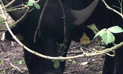 Ein schwarzer Wasserbüffel steht mit gesenktem Kopf auf der abgegrasten Weide